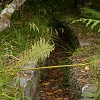 Plants: image 51 Of 94 Thumb